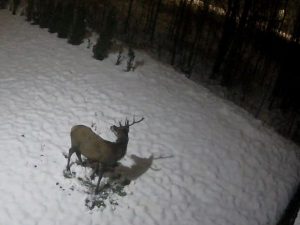 Deer in the Karkonosze Mountains